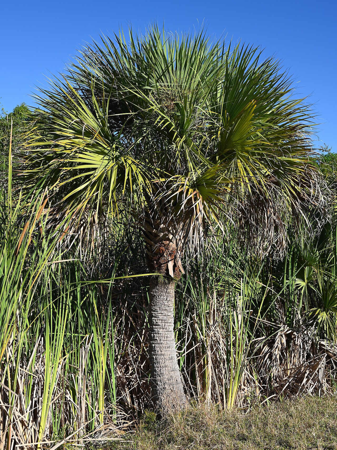 Cabbage Palm (Sabal palmetto) - PlantNative.org Mature Cabbage Palm (Sabal palmetto) with full crown of fan-shaped leaves growing wild among saw palmetto and wiregrass in Florida