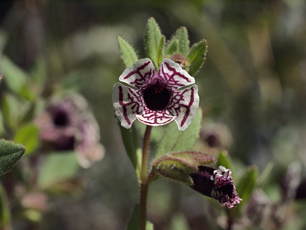 Close-up of calico monkeyflower (Diplacus pictus) showing the intricate maroon veining radiating from the dark throat of the white flower