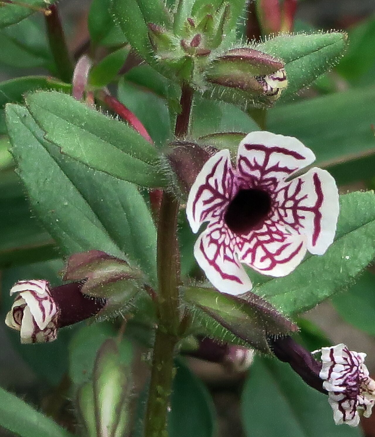 Calico monkeyflower (Diplacus pictus) white flower intricately veined in maroon with a dark throat, growing among hairy green leaves