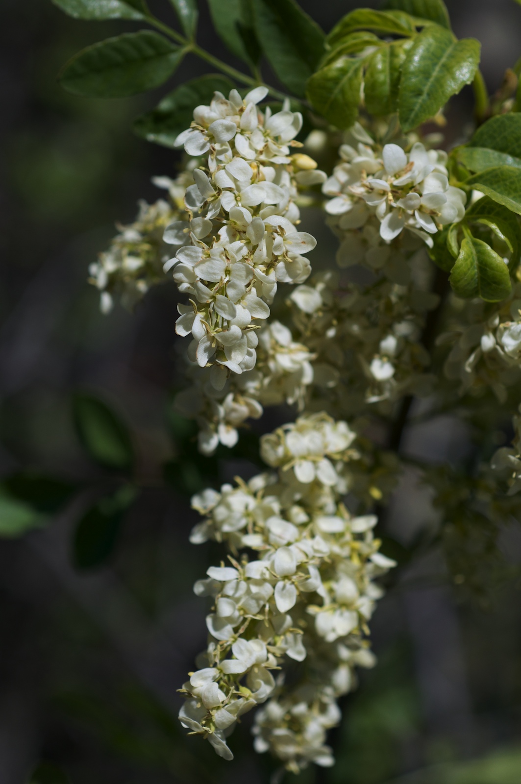 California ash (Fraxinus dipetala) branch with drooping clusters of small white flowers, photographed in Colusa County, California