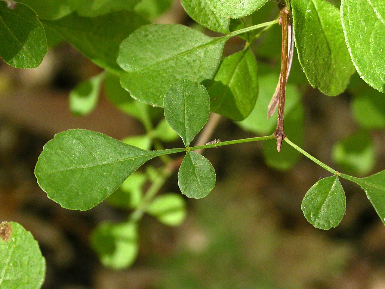 Close-up of compound leaflets of California ash (Fraxinus dipetala)