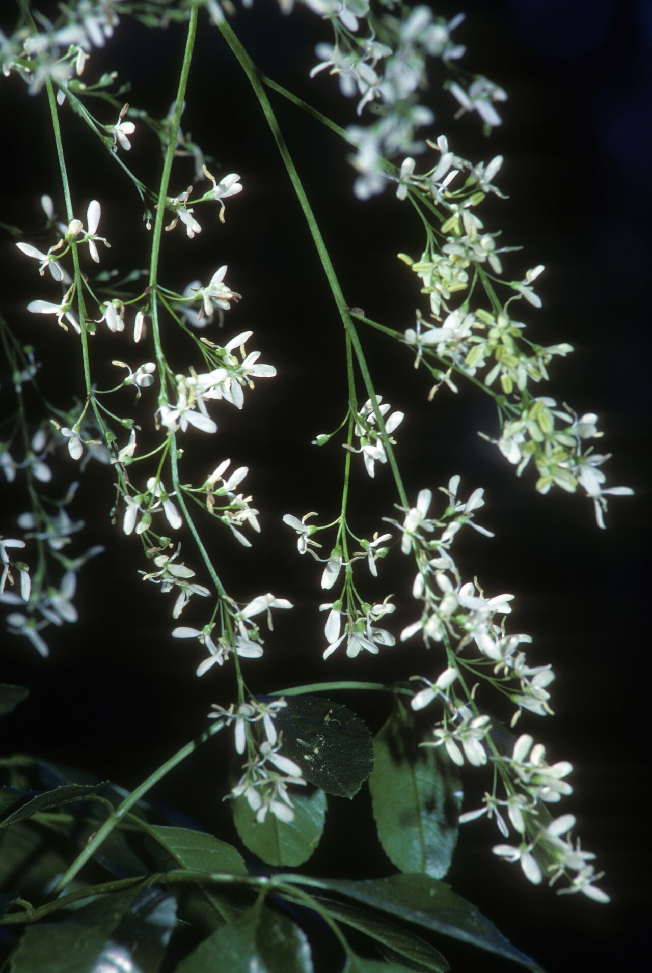 Drooping panicle of small white flowers on California ash (Fraxinus dipetala)