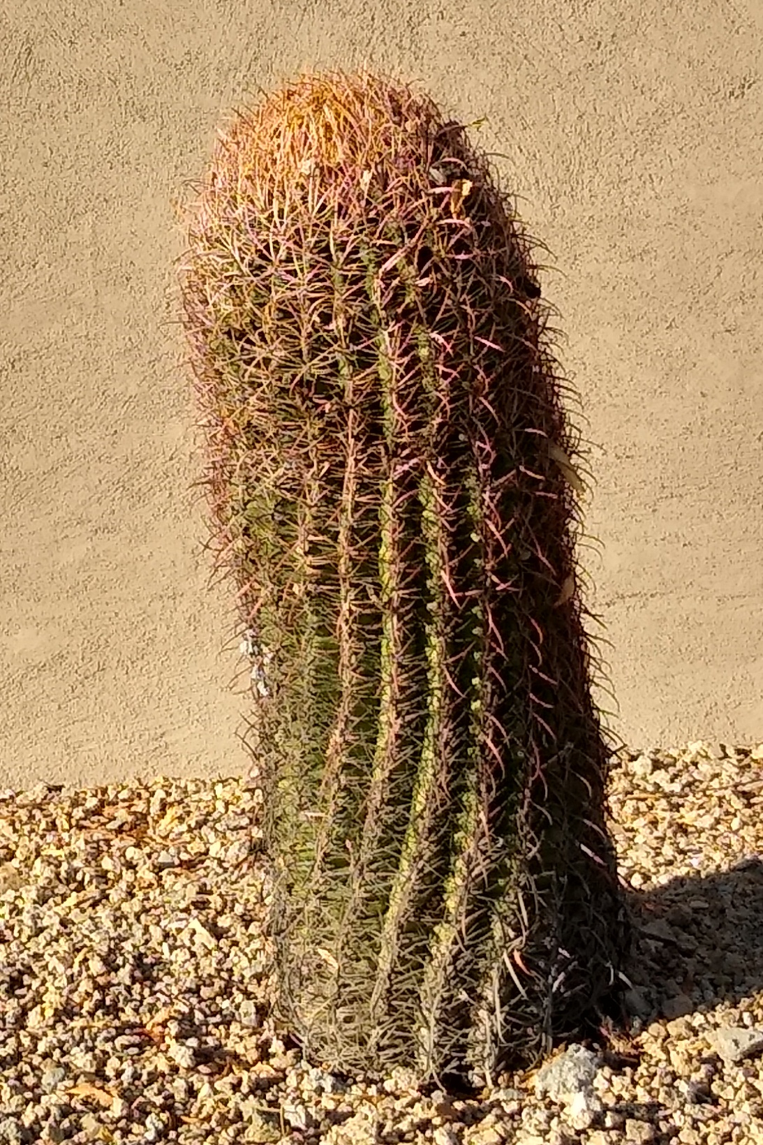 California Barrel Cactus (Ferocactus cylindraceus) - PlantNative.org Close-up of California Barrel Cactus (Ferocactus cylindraceus) showing the ribbed stem and dense, curved reddish spines