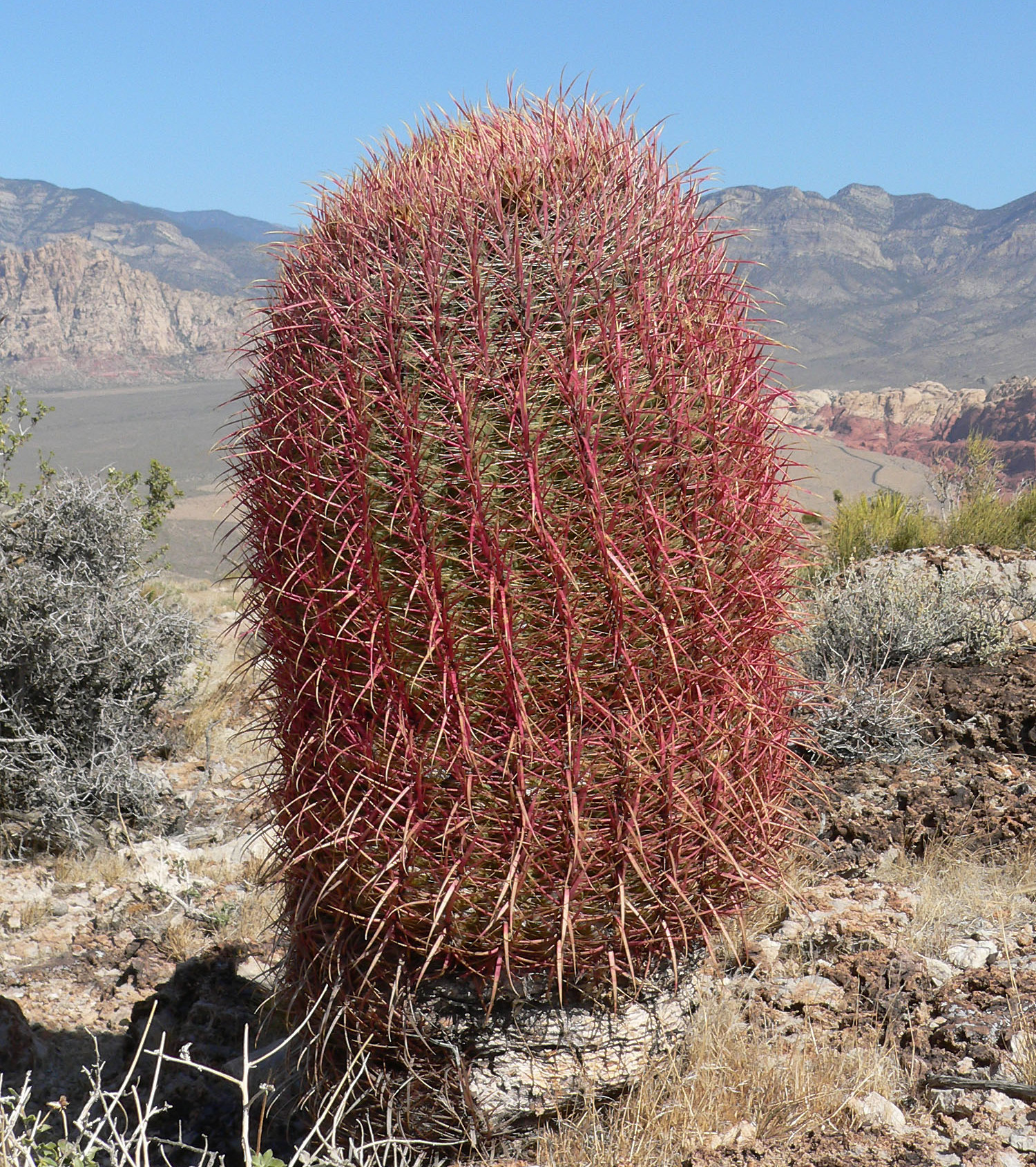 California Barrel Cactus (Ferocactus cylindraceus) - PlantNative.org California Barrel Cactus (Ferocactus cylindraceus) with dense red-gold spines growing above Red Rock Canyon, Nevada