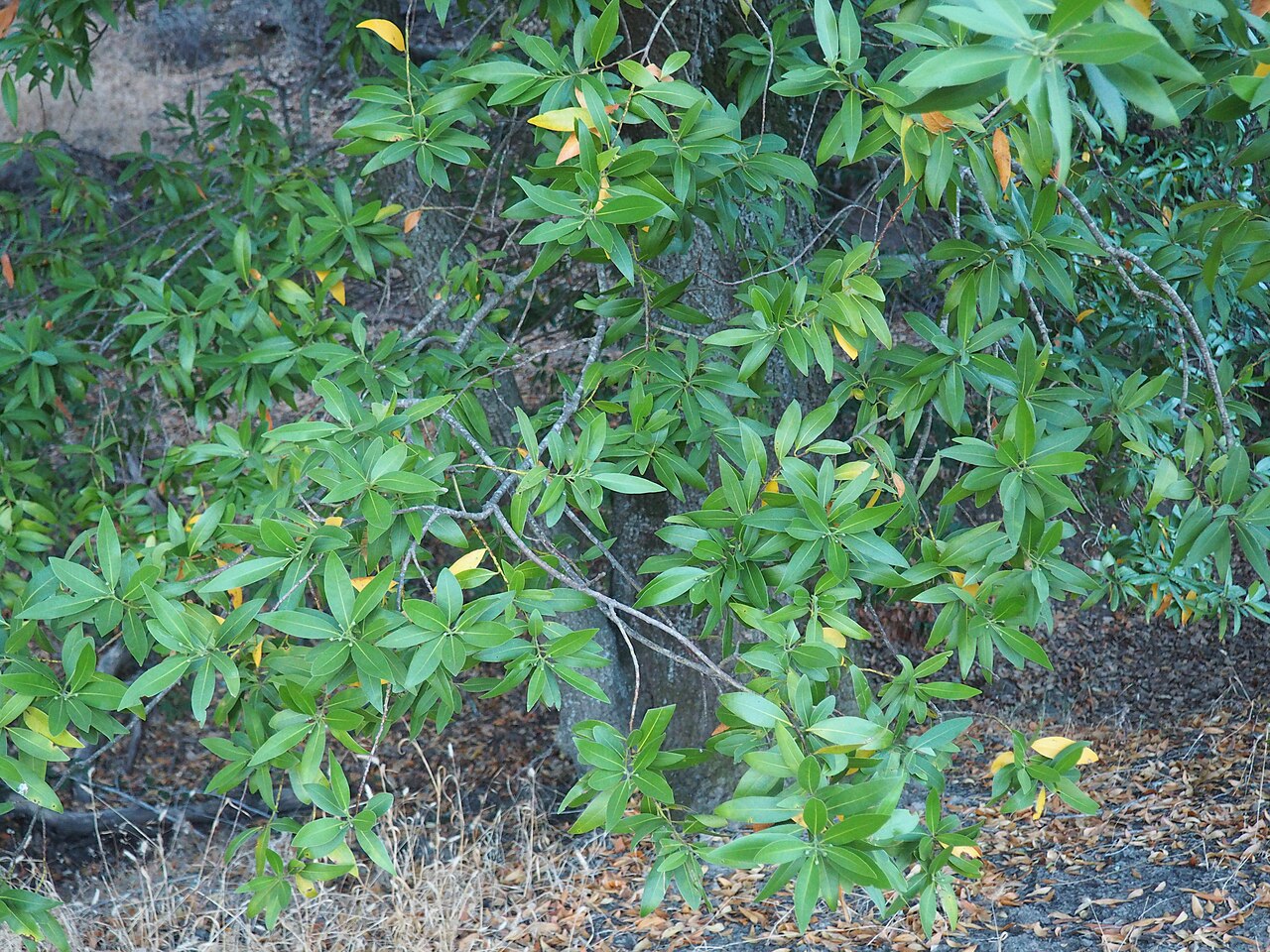 California Bay Laurel (Umbellularia californica) - PlantNative.org Close-up of glossy lance-shaped California bay laurel leaves along a branch at Briones Reserve