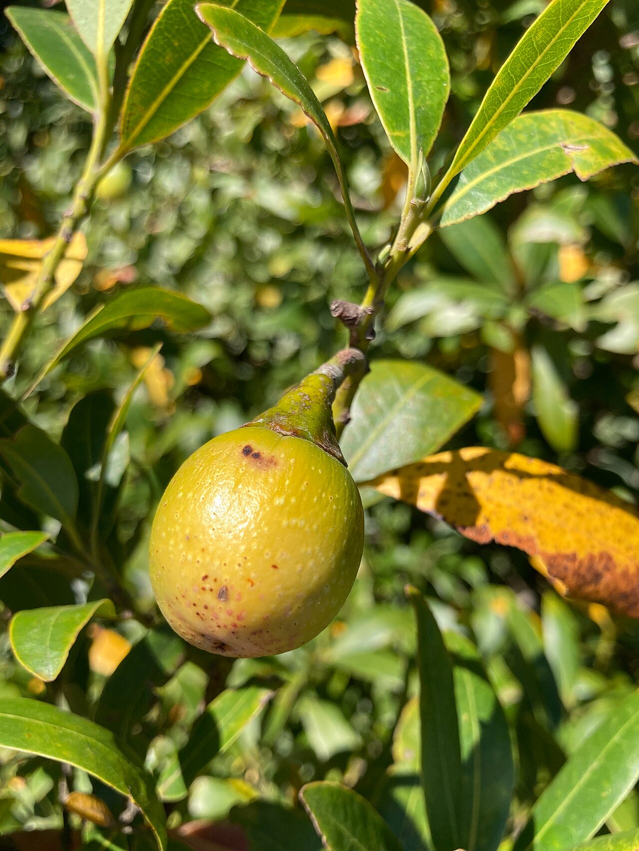 California Bay Laurel (Umbellularia californica) - PlantNative.org Ripening green-yellow olive-like fruit of California bay laurel hanging among glossy leaves