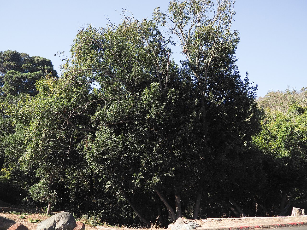California Bay Laurel (Umbellularia californica) - PlantNative.org Mature California bay laurel (Umbellularia californica) tree with dense multi-trunked evergreen crown growing in a Bay Area canyon