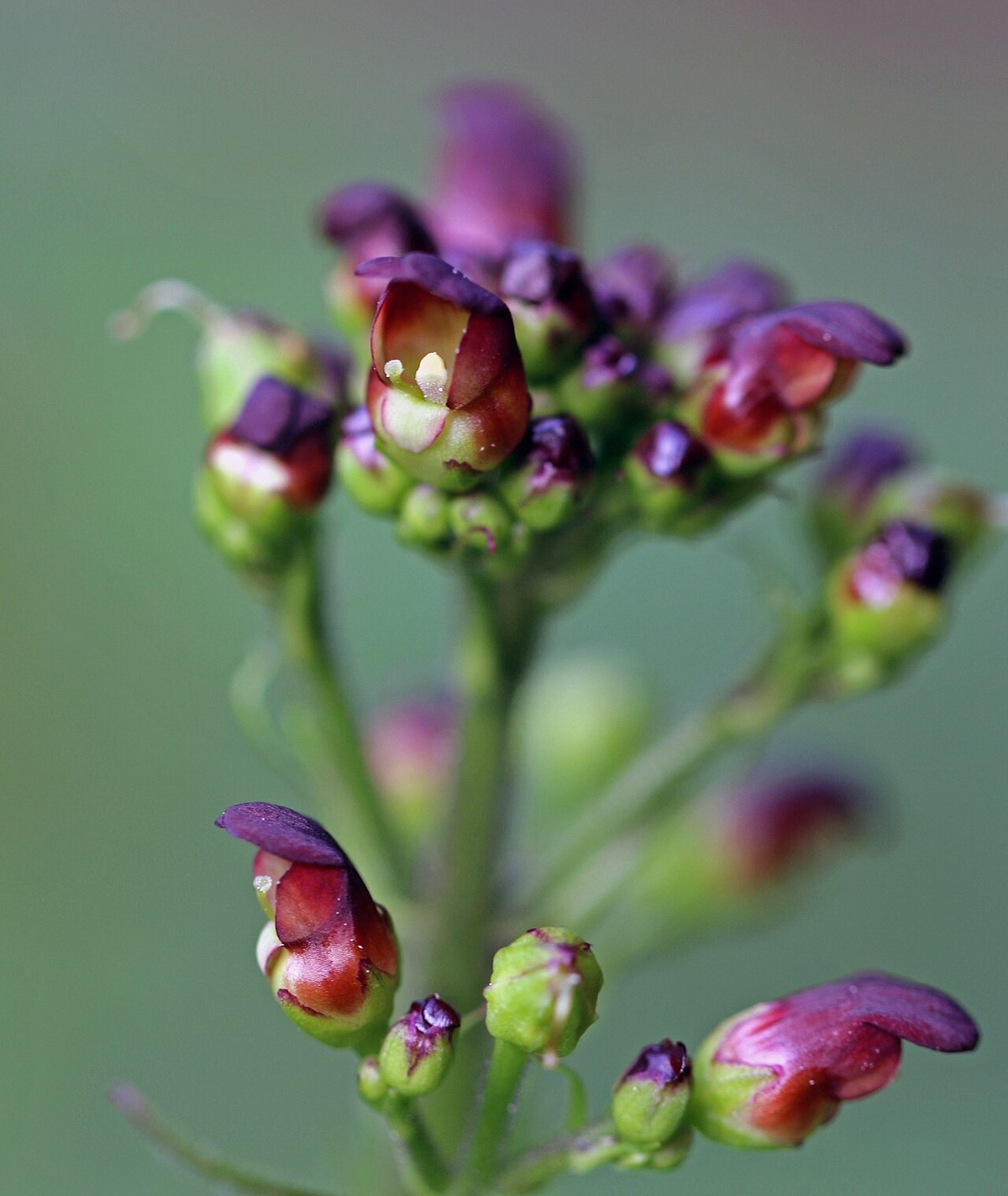 California Bee Plant (Scrophularia californica) - PlantNative.org Cluster of California bee plant (Scrophularia californica) flower buds and open hooded maroon flowers on a branching stem
