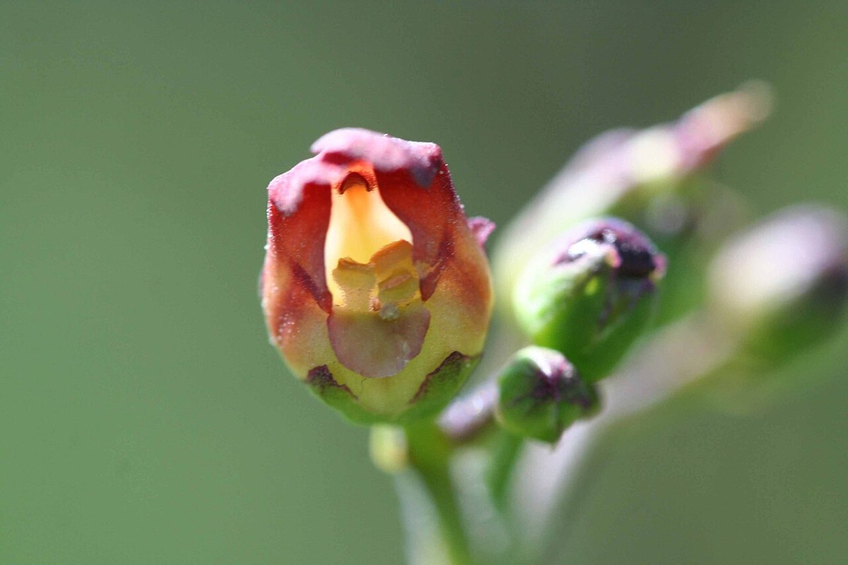 California Bee Plant (Scrophularia californica) - PlantNative.org Close-up of a single California bee plant (Scrophularia californica) flower showing its hooded maroon-red and pale yellow tubular shape