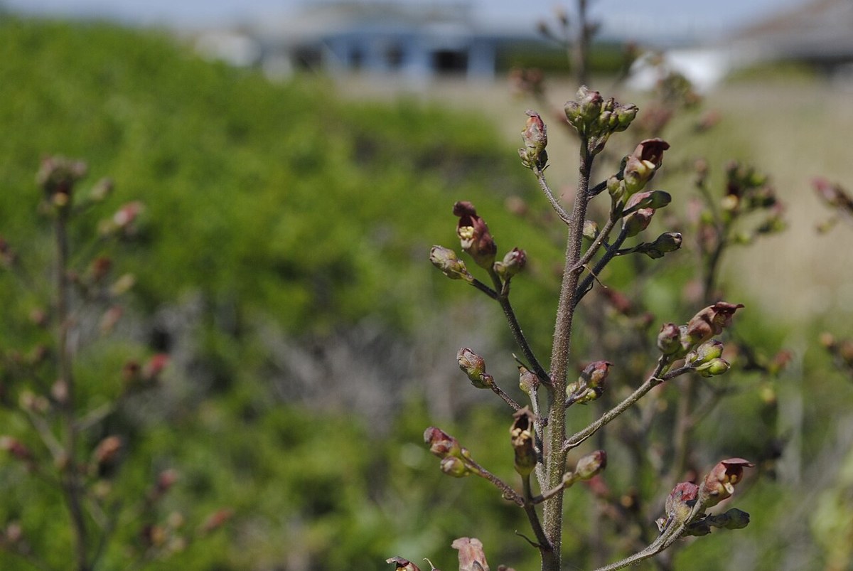 California Bee Plant (Scrophularia californica) - PlantNative.org California bee plant (Scrophularia californica) flowering stalk with small maroon-red flowers growing on a coastal bluff