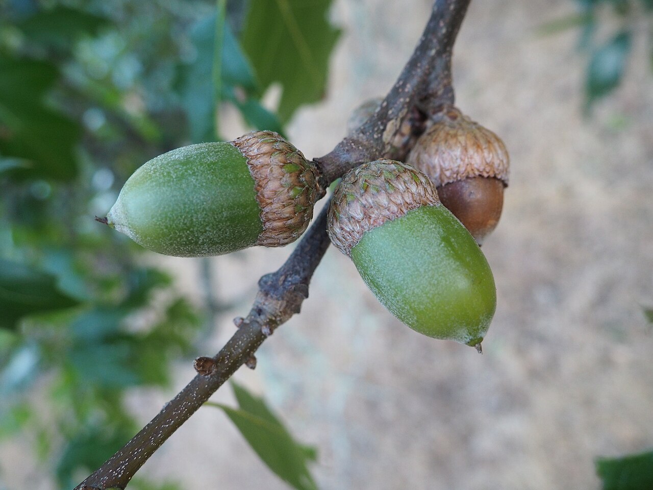 California Black Oak (Quercus kelloggii) - PlantNative.org Barrel-shaped green and brown California black oak acorns with deep scaly caps on a twig