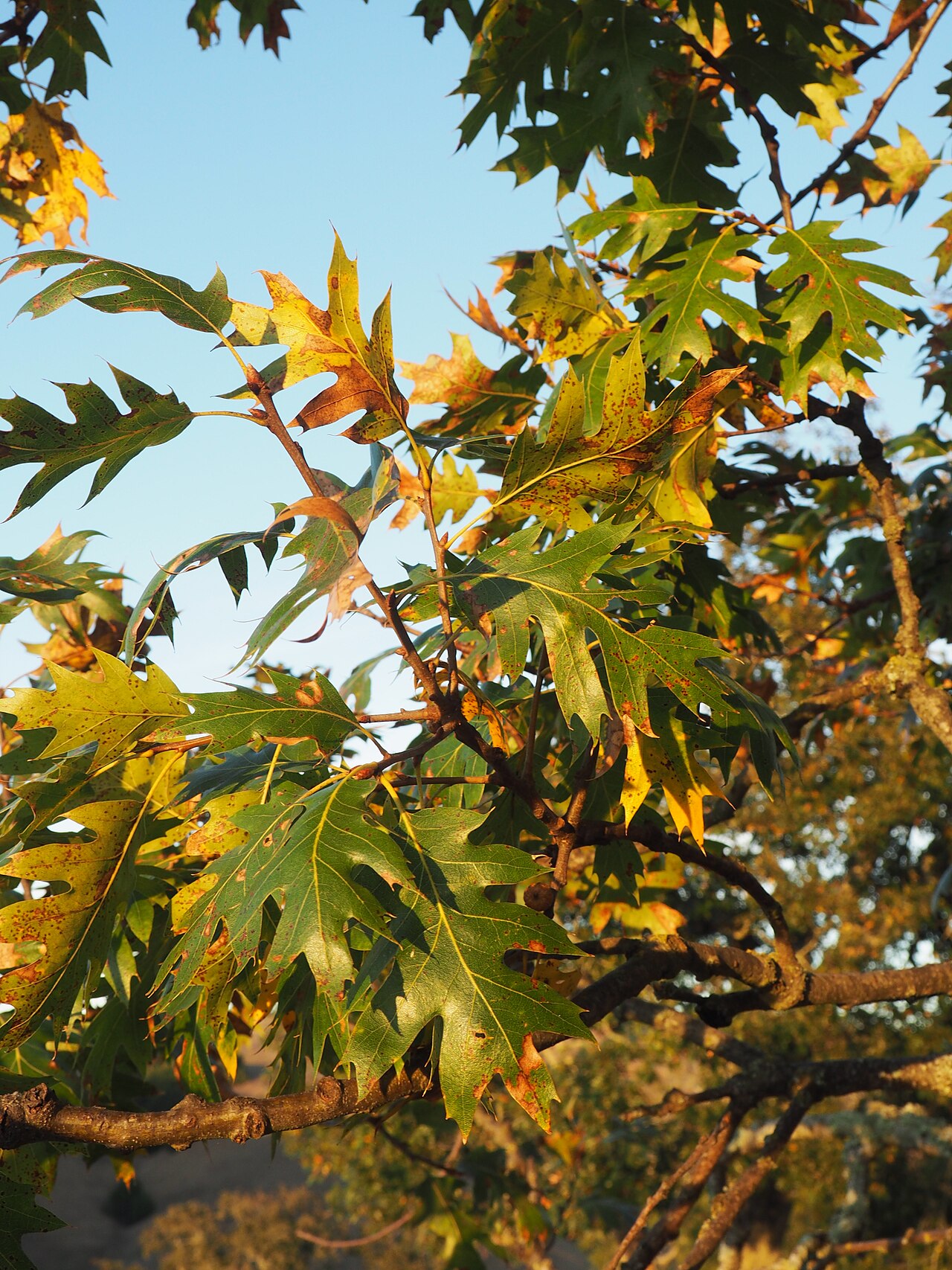 California Black Oak (Quercus kelloggii) - PlantNative.org Deeply lobed, bristle-tipped California black oak leaves turning gold and bronze in autumn