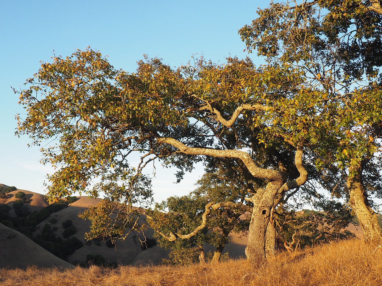 California Black Oak (Quercus kelloggii) - PlantNative.org Gnarled California black oak (Quercus kelloggii) at sunset on a Briones Preserve grassy hillside in autumn color