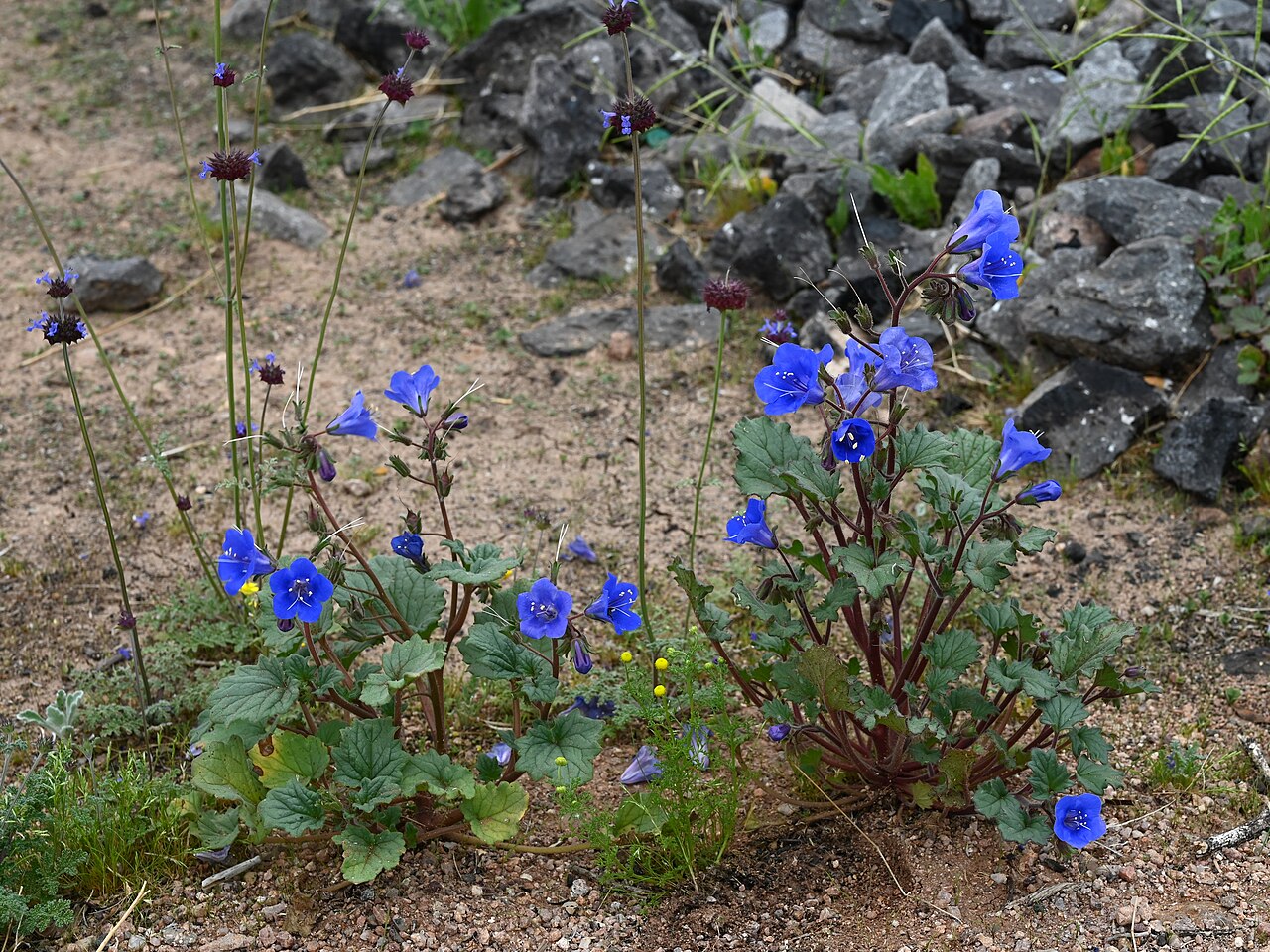 California Bluebells (Phacelia campanularia)
