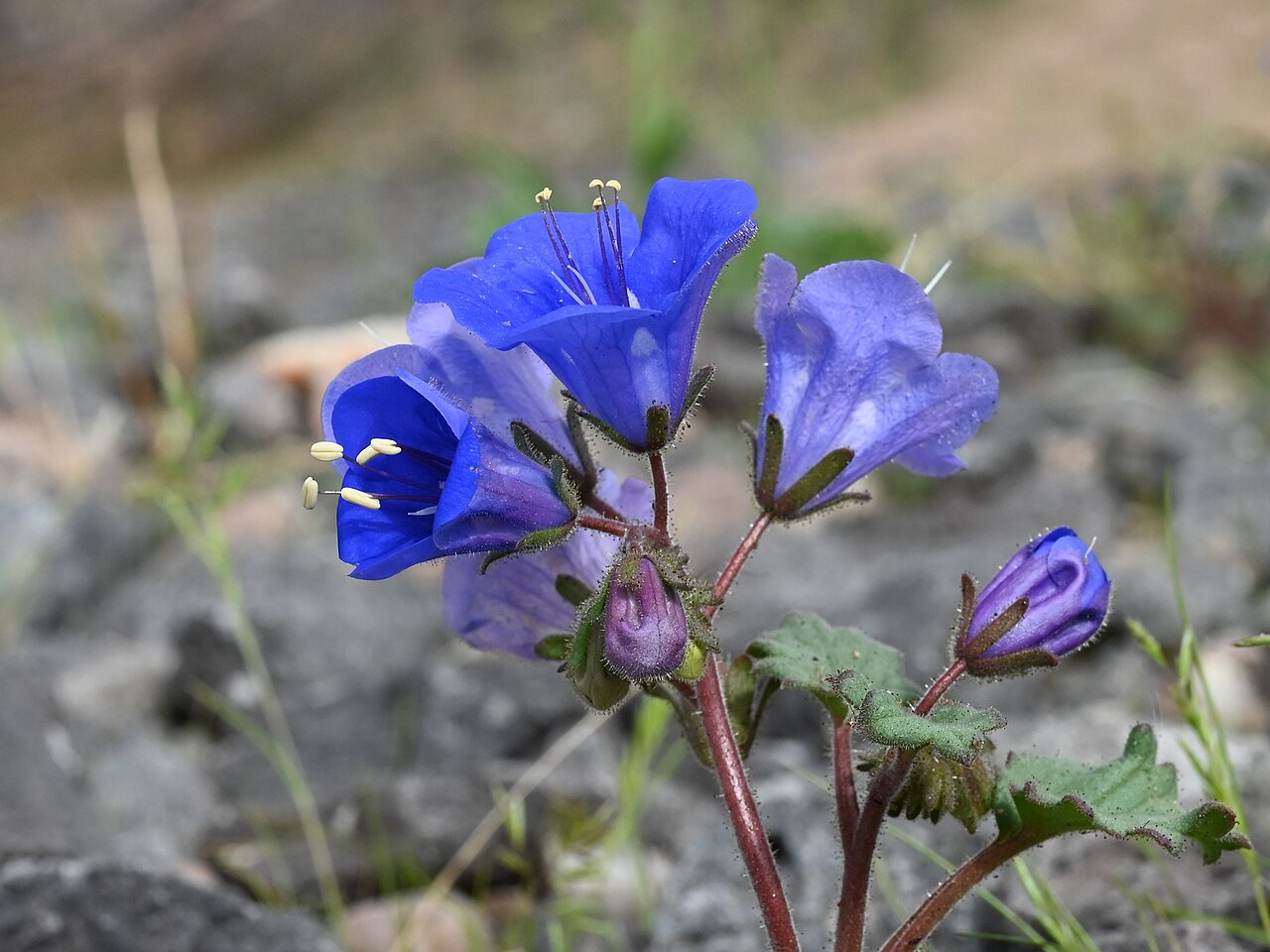 California Bluebells (Phacelia campanularia) - PlantNative.org Close-up of a California bluebells flower showing deep blue bell-shaped petals and protruding stamens