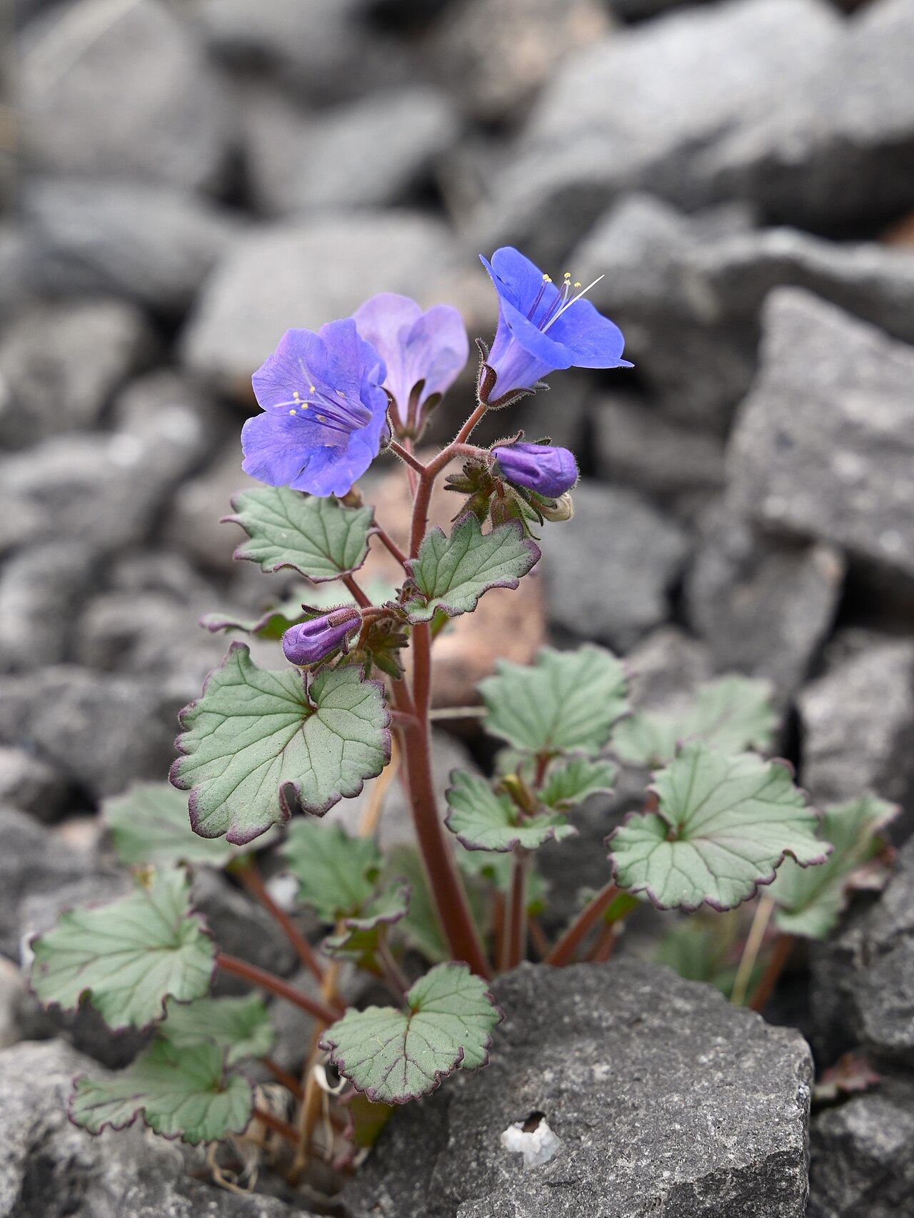 California Bluebells (Phacelia campanularia) - PlantNative.org California bluebells plant in flower growing among rocky desert soil