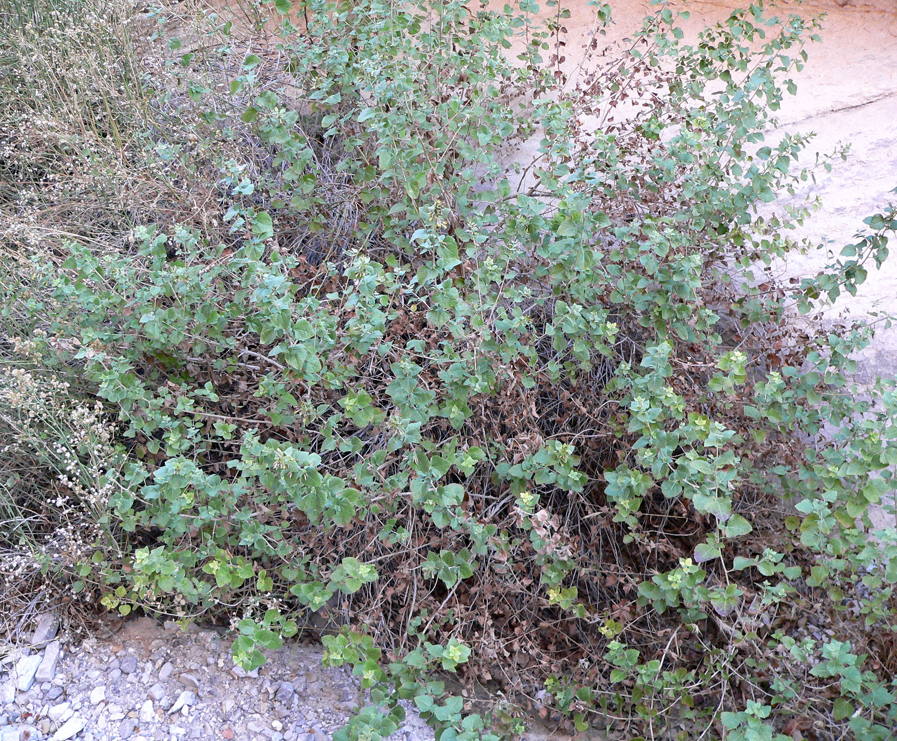 California Brickellbush (Brickellia californica) - PlantNative.org California Brickellbush (Brickellia californica) rounded shrub with triangular toothed leaves growing from a rocky slope in Red Rock Canyon, Nevada
