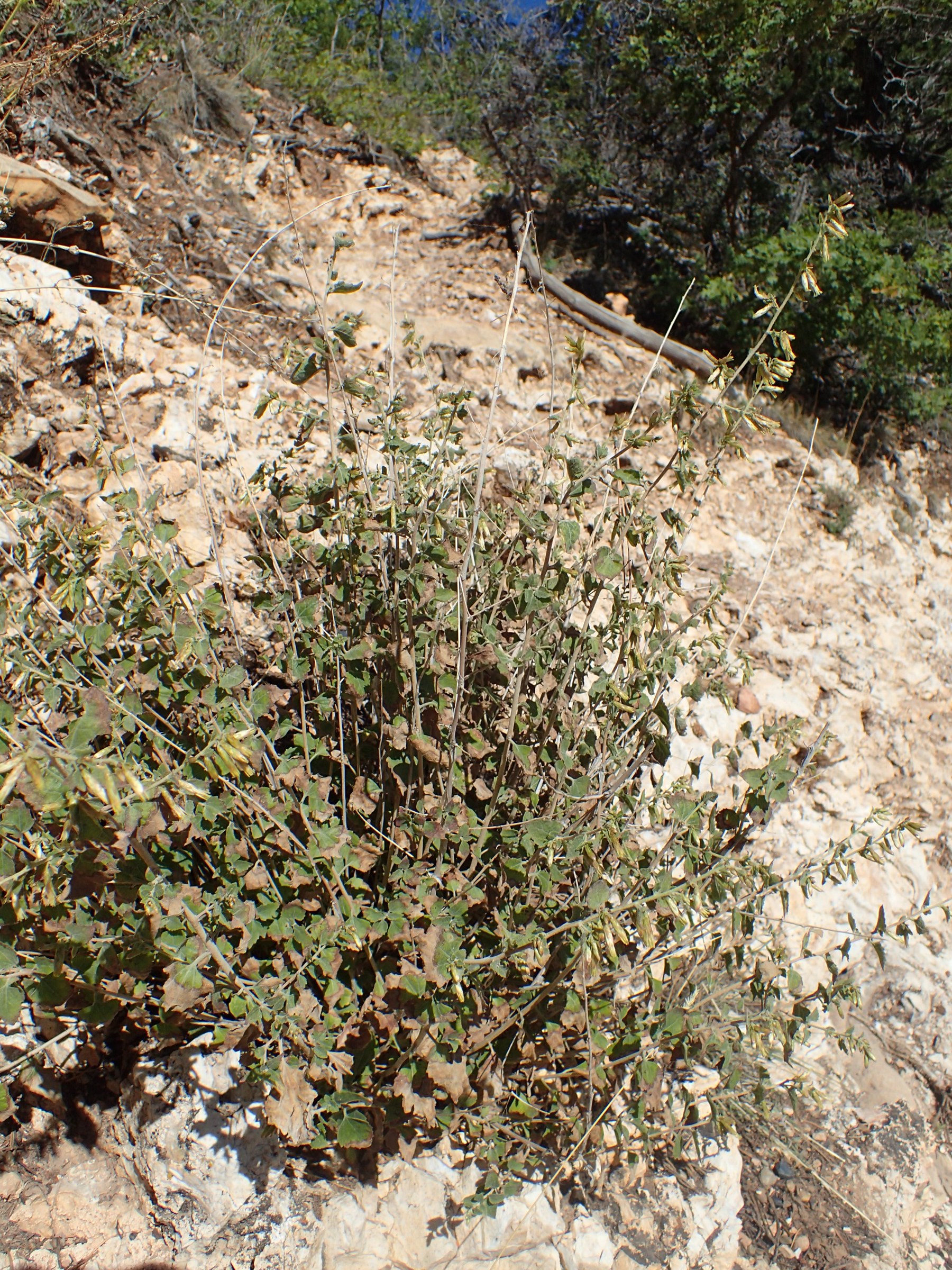 California Brickellbush (Brickellia californica) - PlantNative.org Close-up of California Brickellbush (Brickellia californica) showing triangular toothed leaves and developing flower clusters on a canyon slope at Grand Canyon National Park