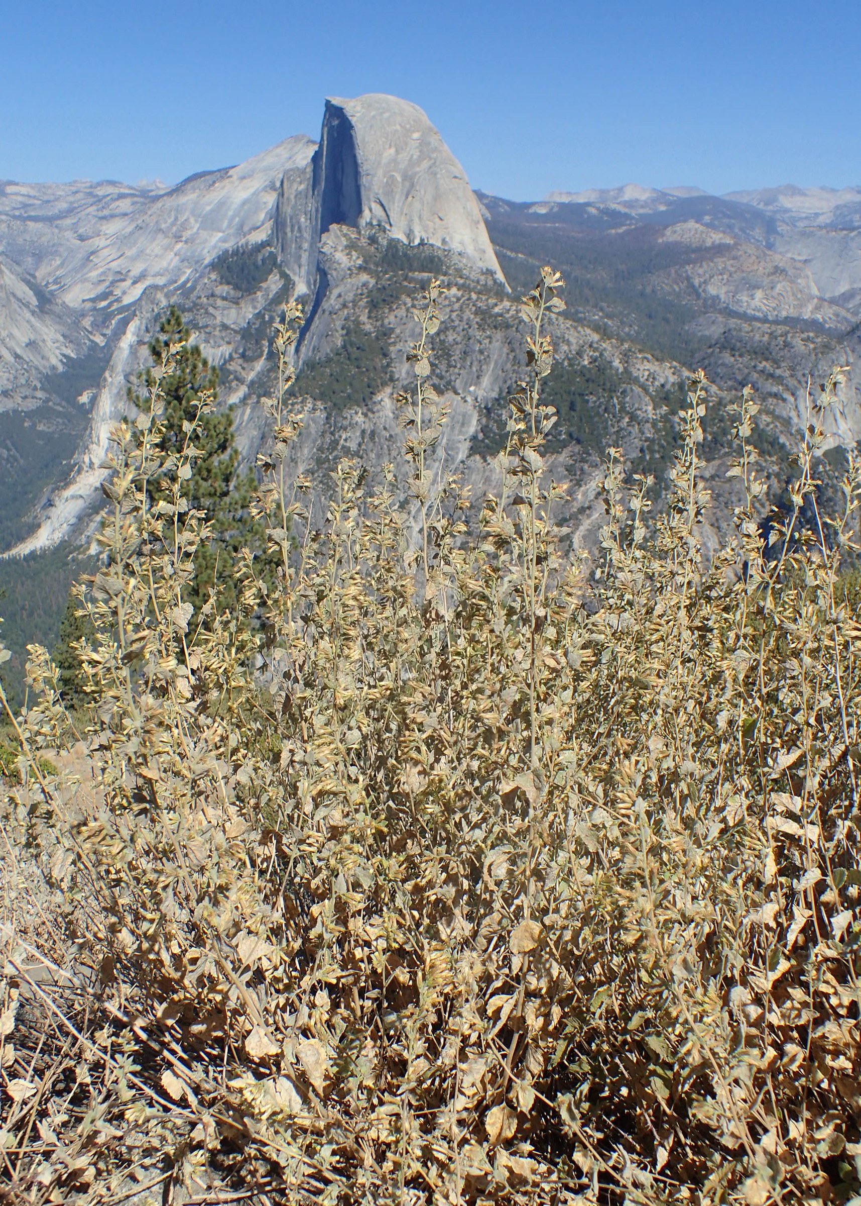 California Brickellbush (Brickellia californica) - PlantNative.org California Brickellbush (Brickellia californica) shrub growing on a granite overlook with Half Dome visible in the background, Yosemite National Park