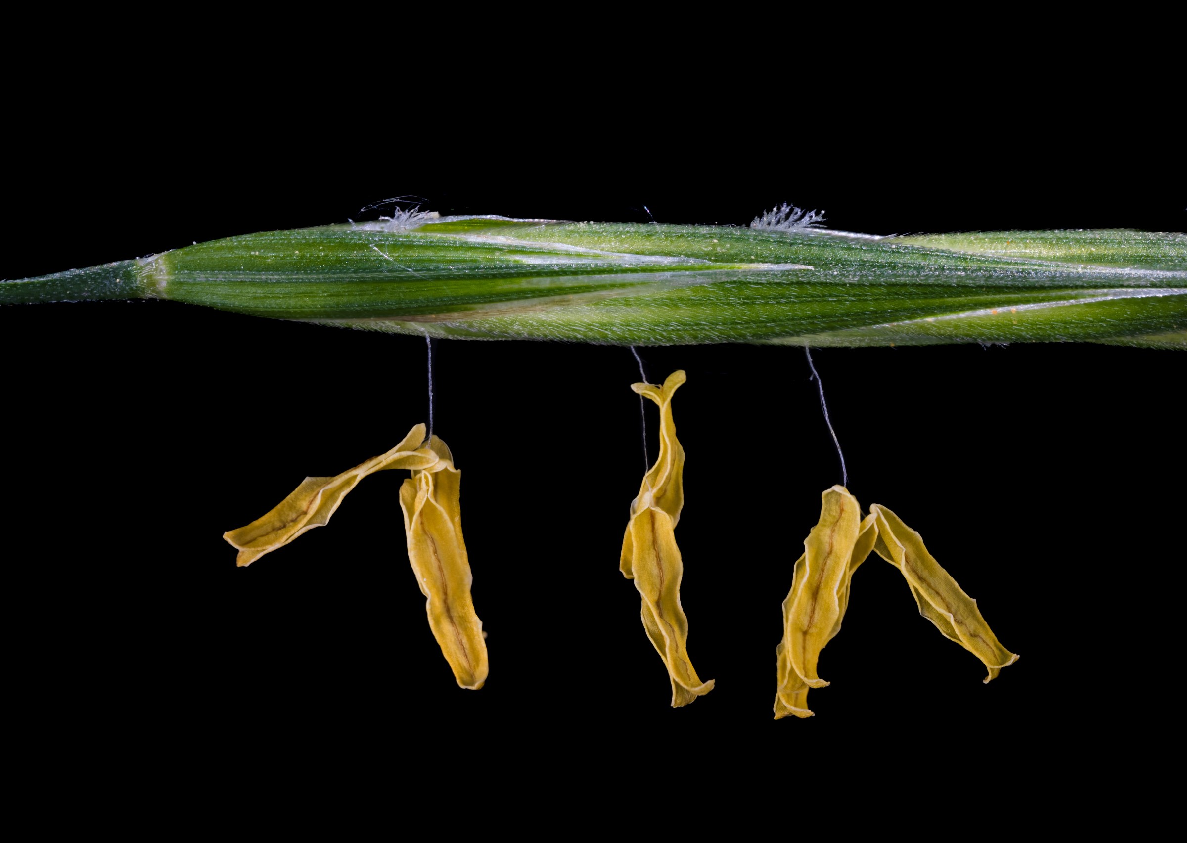 California Brome Grass (Bromus carinatus) - PlantNative.org Macro photo of California Brome Grass (Bromus carinatus) spikelet showing hanging yellow anthers against a dark background