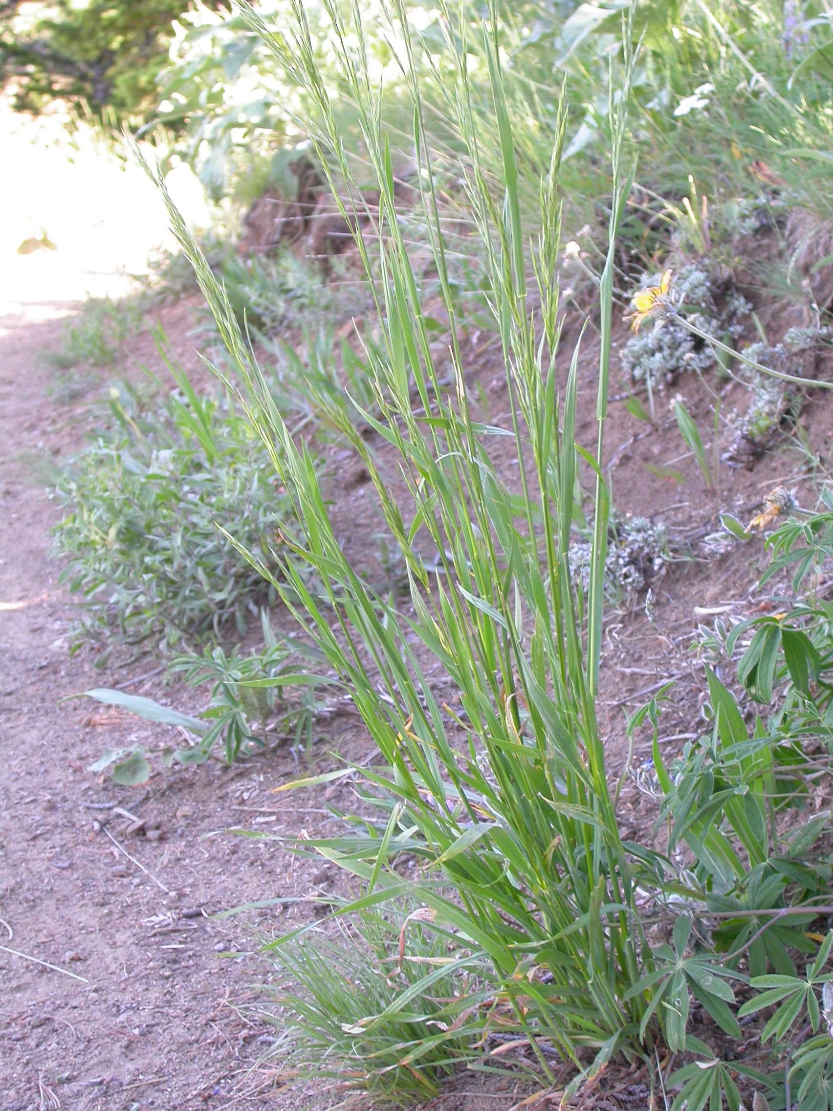 California Brome Grass (Bromus carinatus) - PlantNative.org California Brome Grass (Bromus carinatus) clump growing beside a mountain trail with tall drooping seed heads