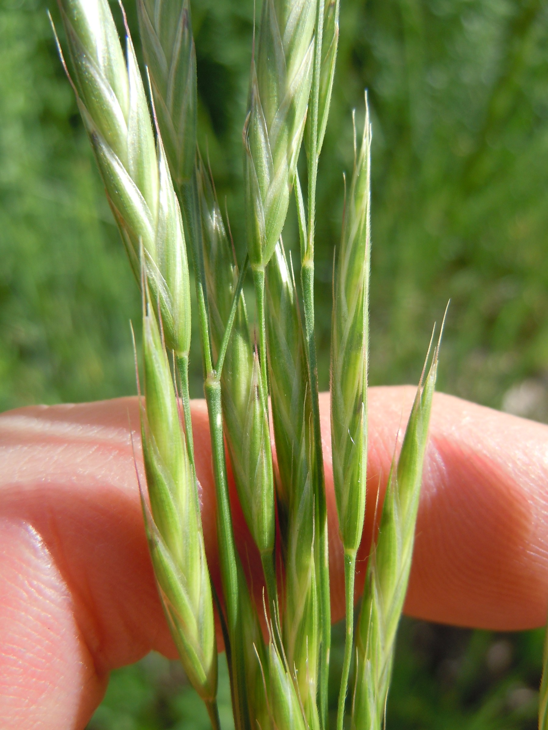 California Brome Grass (Bromus carinatus) - PlantNative.org Close-up of California Brome Grass (Bromus carinatus) spikelets held in a hand, showing the strongly keeled, hairy glumes