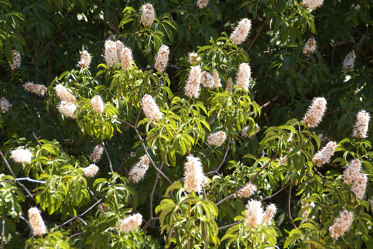 Close-up of California buckeye flower spikes showing densely packed white blossoms