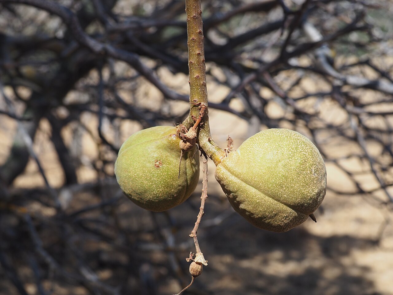 Two large pear-shaped California buckeye seed capsules hanging from a bare branch