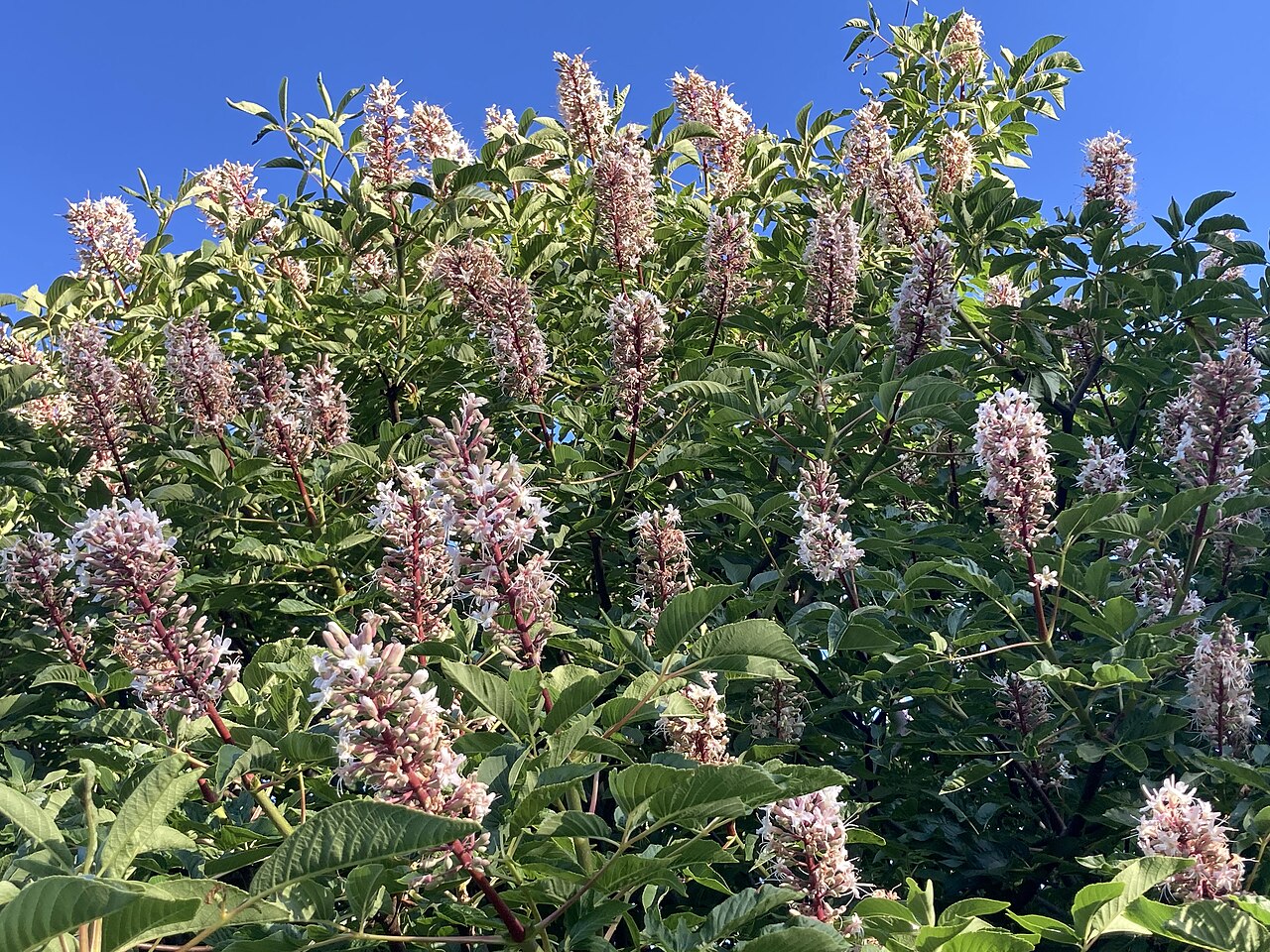 California buckeye (Aesculus californica) tree covered in tall white and pink flower spikes