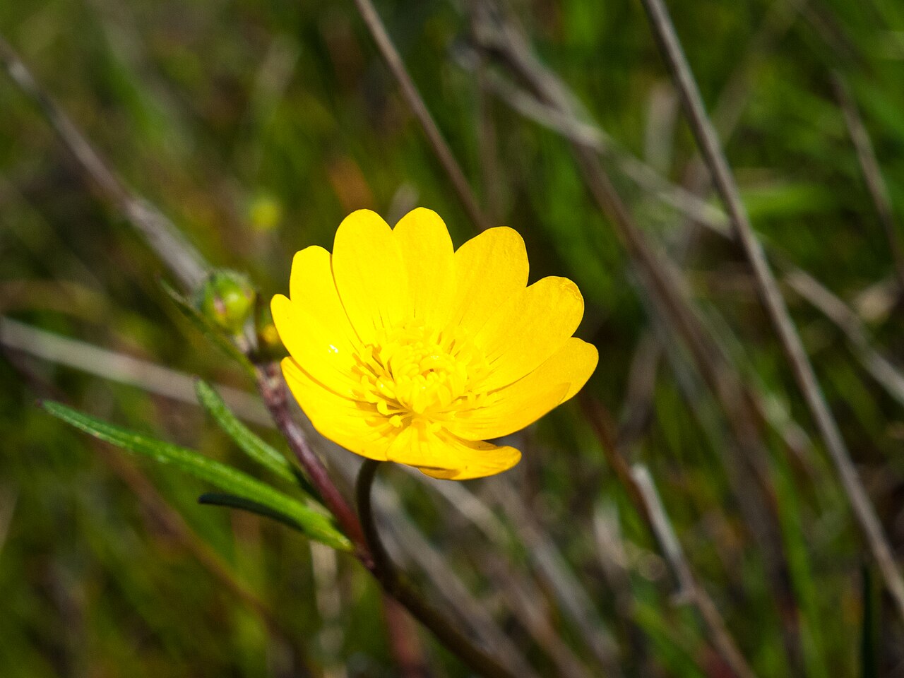 California Buttercup (Ranunculus californicus) - PlantNative.org Close-up of a California buttercup (Ranunculus californicus) flower showing glossy overlapping yellow petals and a dense center of stamens