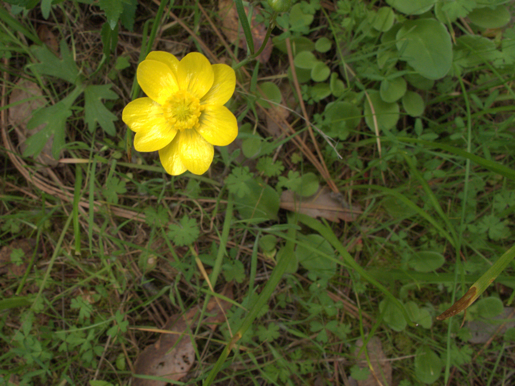 California Buttercup (Ranunculus californicus) - PlantNative.org California buttercup (Ranunculus californicus) flower and foliage growing among grasses in Mitchell Canyon, California