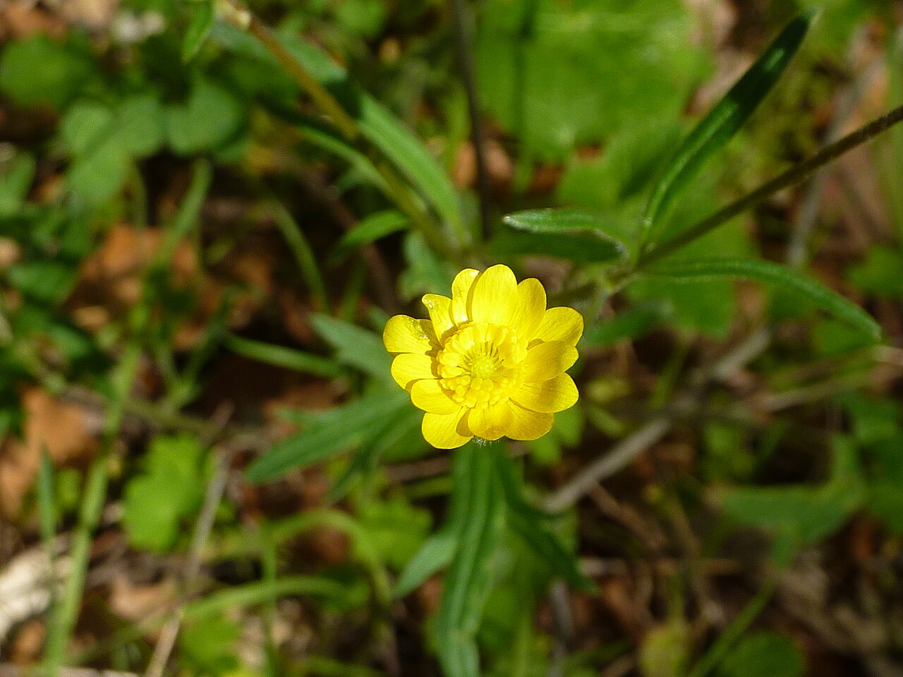 California Buttercup (Ranunculus californicus) - PlantNative.org California buttercup (Ranunculus californicus) glossy yellow flower with finely divided leaves blooming in Sunol Regional Wilderness, California