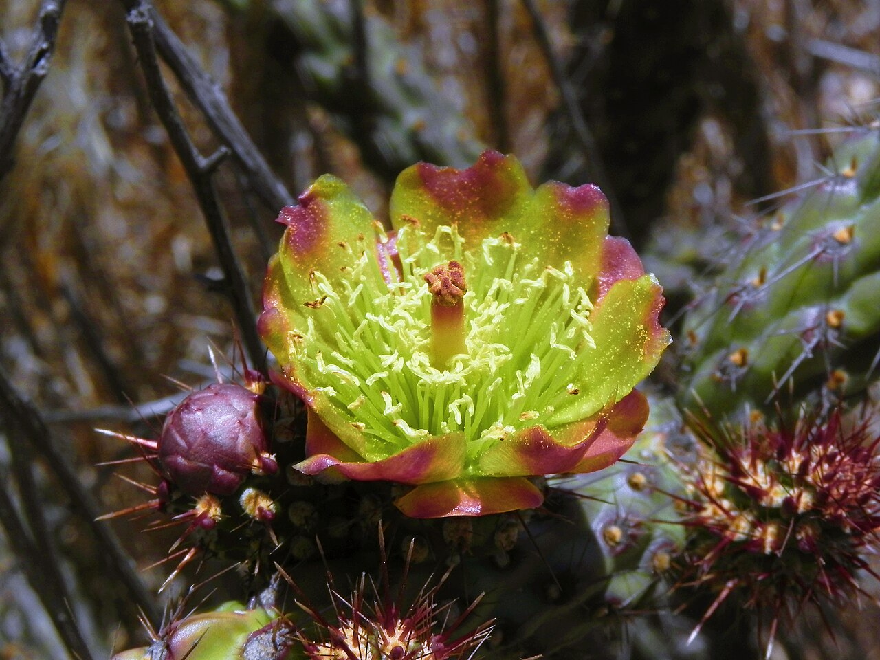 California Cholla (Cylindropuntia californica) - PlantNative.org Close-up of a California cholla (Cylindropuntia californica) flower showing yellow-green, maroon-edged petals and bright yellow stamens
