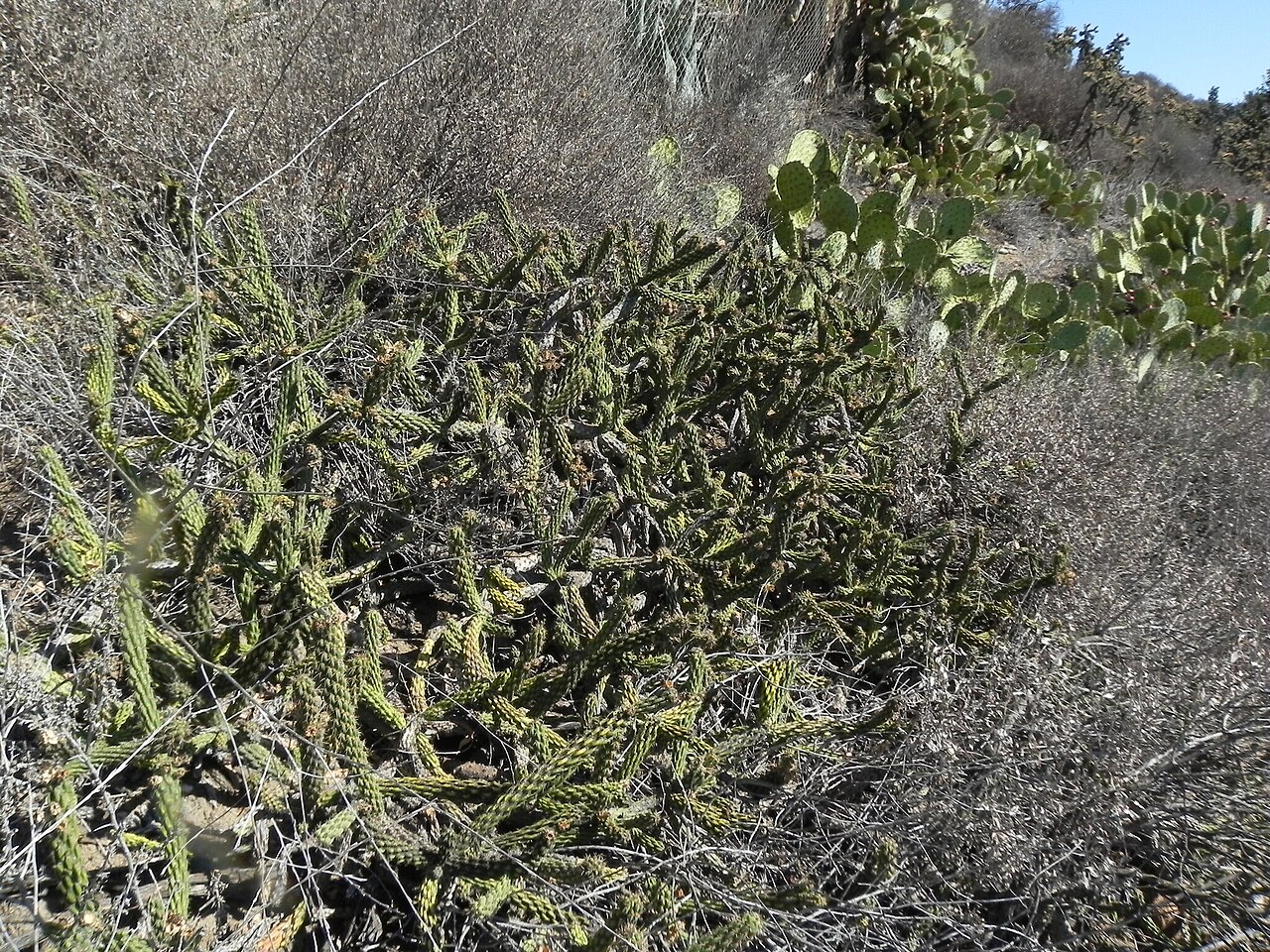 California Cholla (Cylindropuntia californica) - PlantNative.org A sprawling mat of California cholla (Cylindropuntia californica) growing on a coastal hillside in San Diego County, California