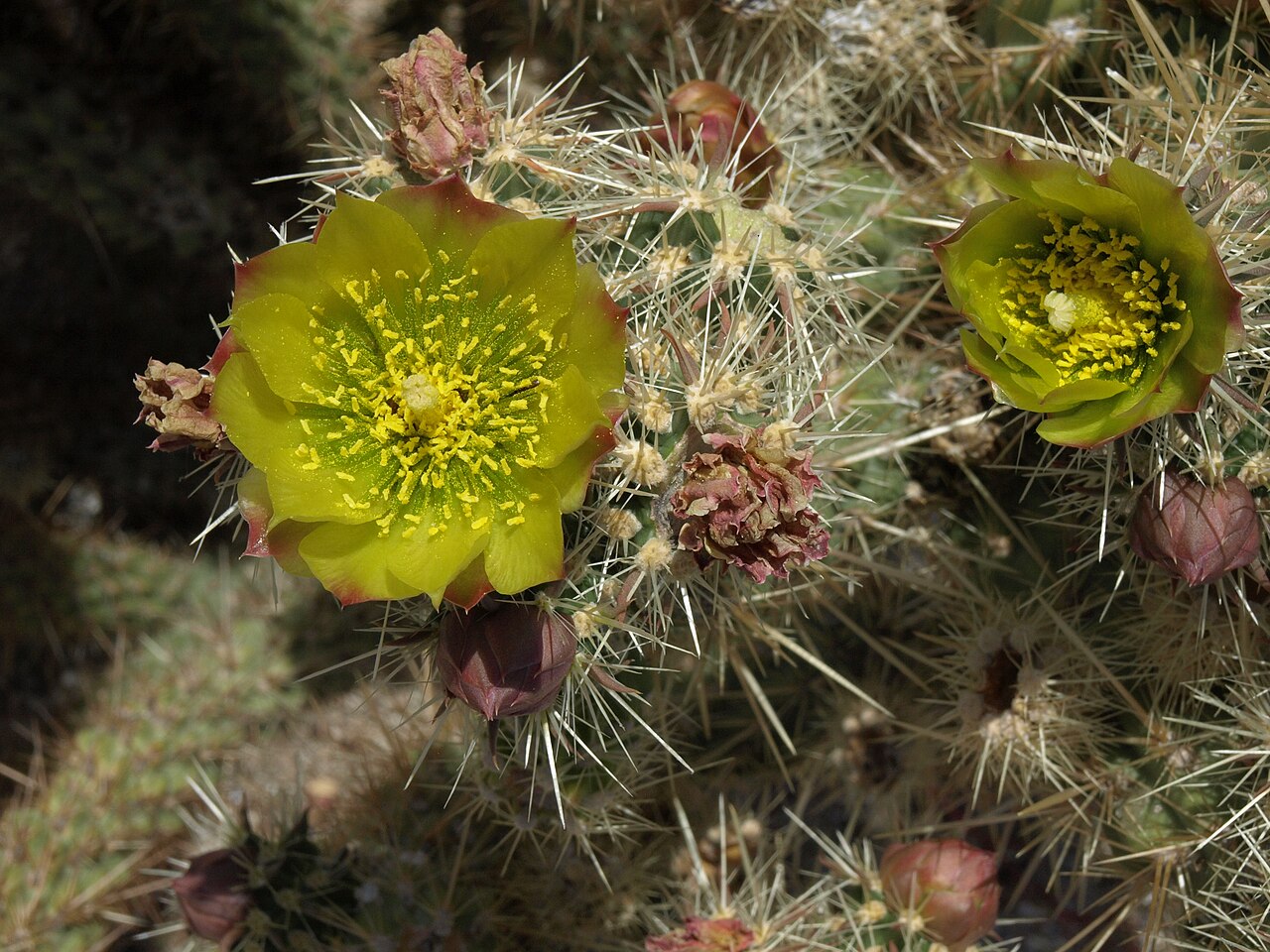 California Cholla (Cylindropuntia californica) - PlantNative.org California cholla (Cylindropuntia californica) growing on San Ysidro Mountain in San Diego County, California