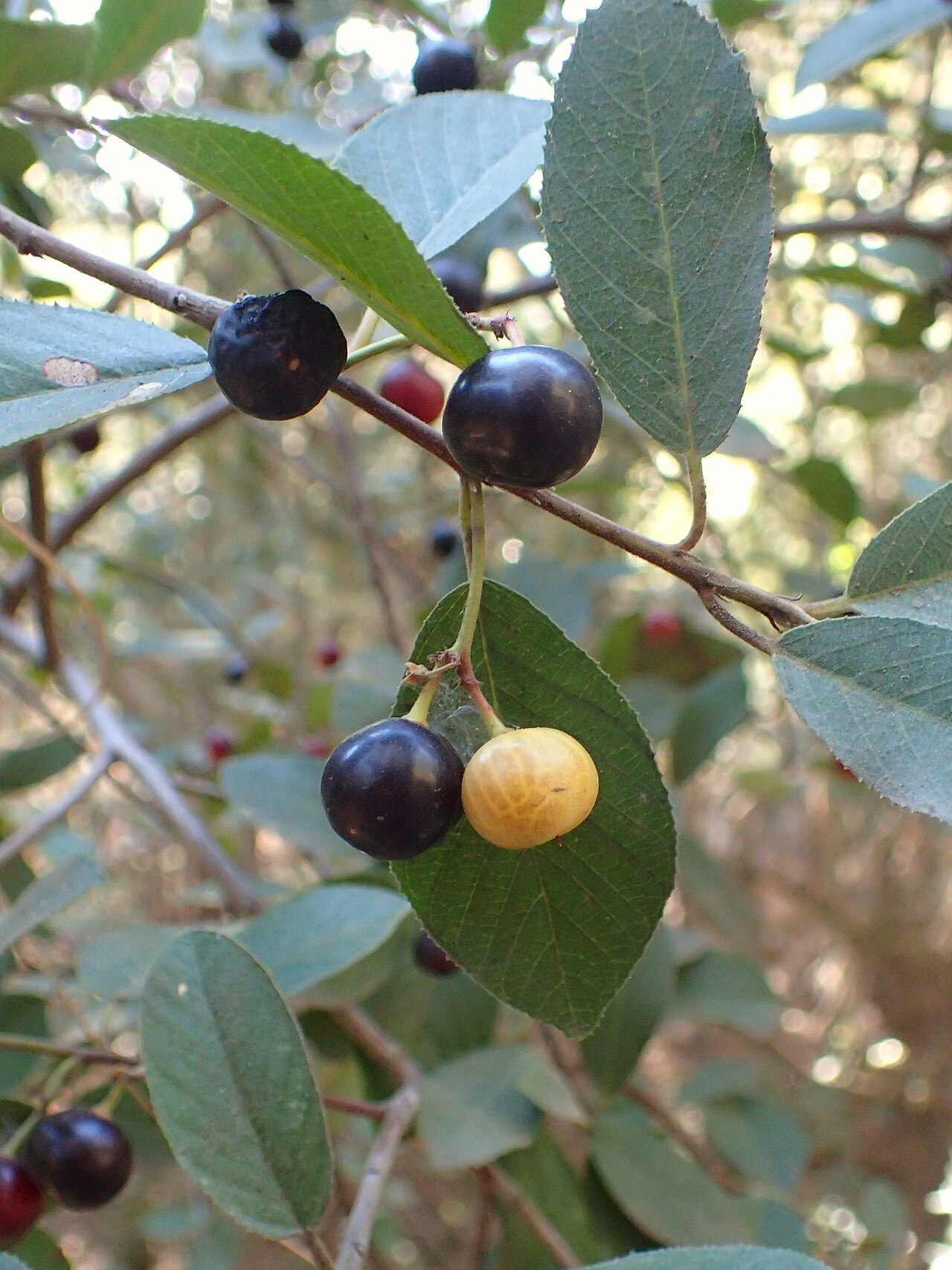 Close-up of California Coffeeberry (Frangula californica) with ripe black berries, one split open to show seeds resembling coffee beans
