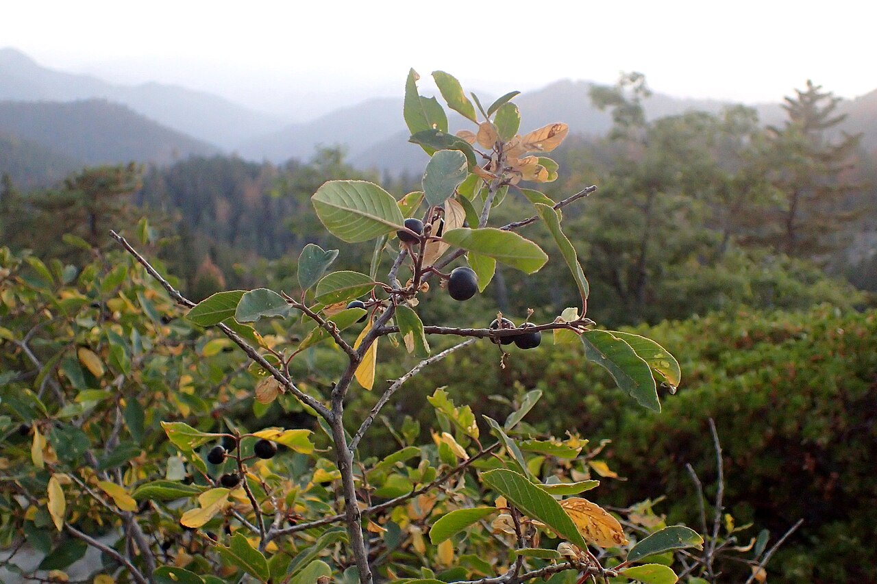 California Coffeeberry (Frangula californica) shrub with ripening black berries growing wild on a forested mountain slope