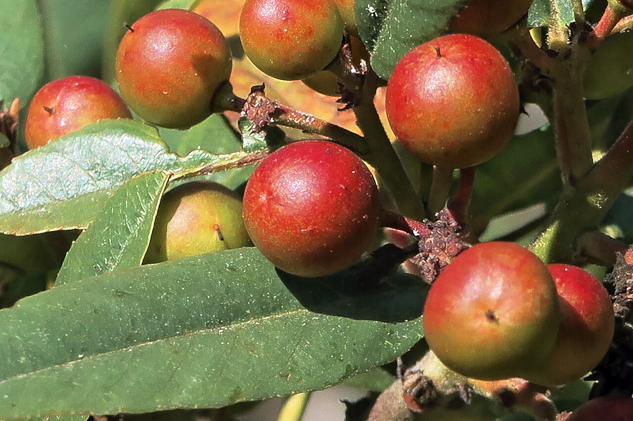 California Coffeeberry (Frangula californica) branch with berries in several stages of ripening from green and yellow to red