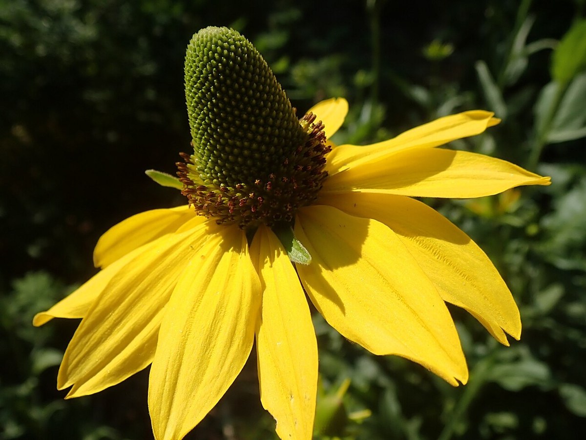 Close-up of a single California coneflower showing its tall green cone-shaped center and bright yellow petals