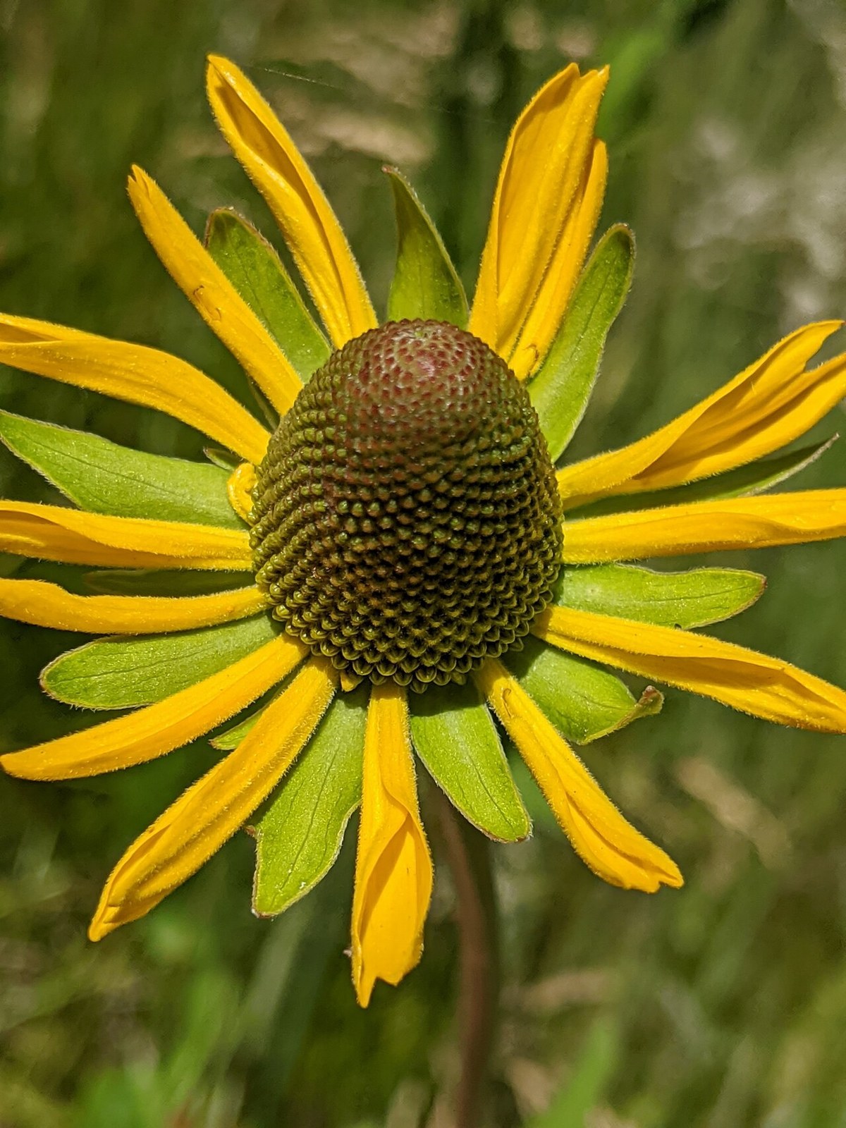 Top-down view of a California coneflower showing its elongated cone and surrounding yellow ray petals