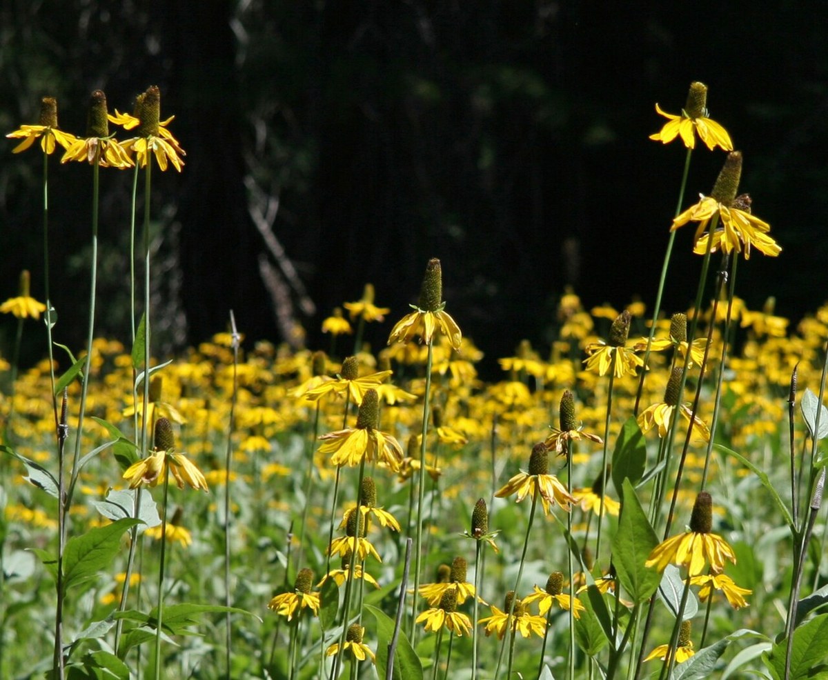 A meadow filled with tall California coneflower plants showing their long, elongated brown-green cone centers and yellow petals