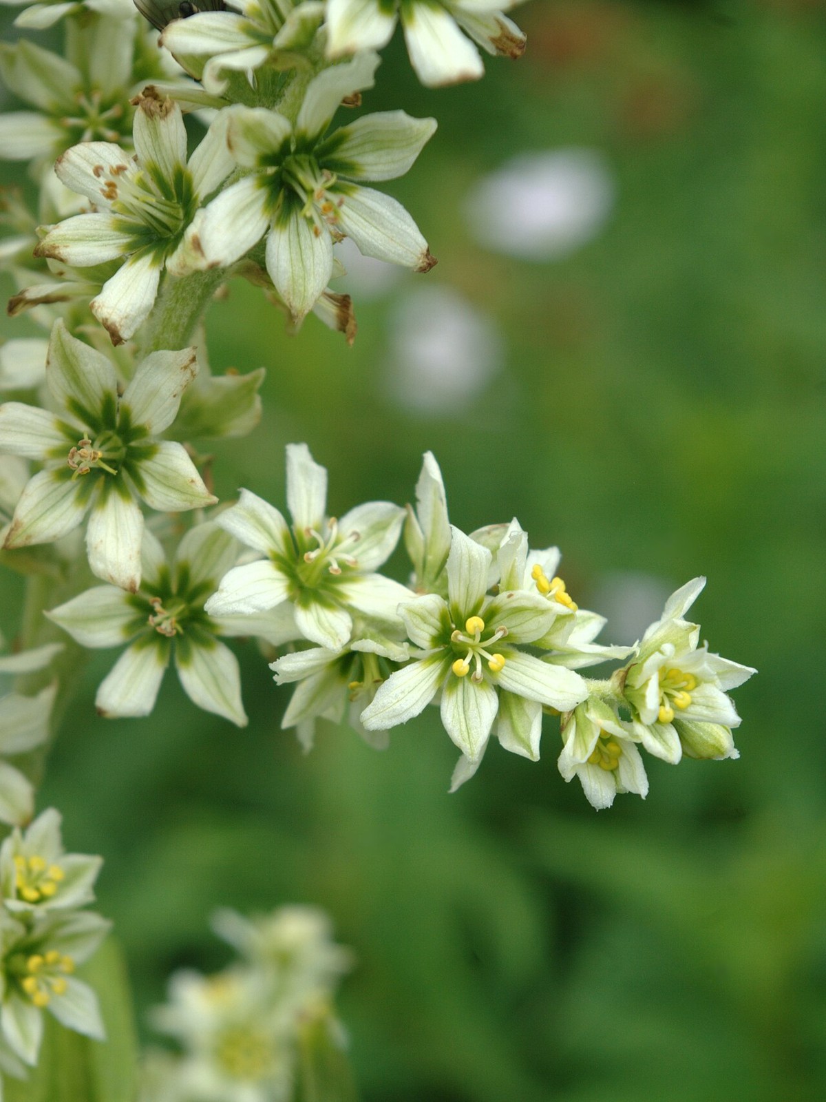 Close-up of cream, star-shaped flowers of California corn lily (Veratrum californicum) with green centers