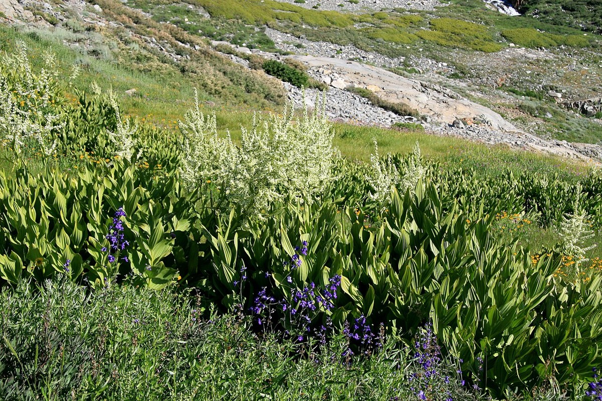 Tall California corn lily (Veratrum californicum) plants with creamy flower plumes growing in a wet Sierra Nevada mountain meadow