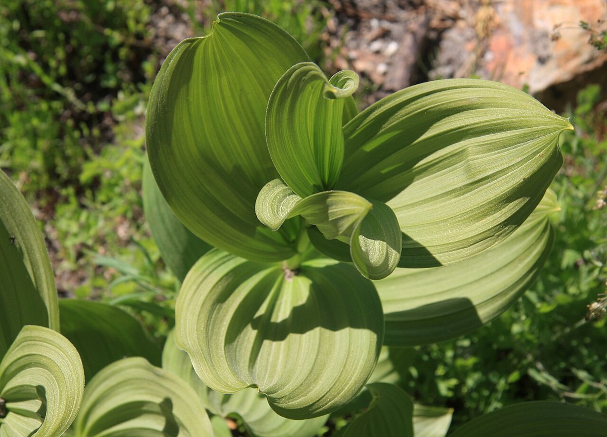 Close-up of the broad, deeply pleated leaves of California corn lily (Veratrum californicum)