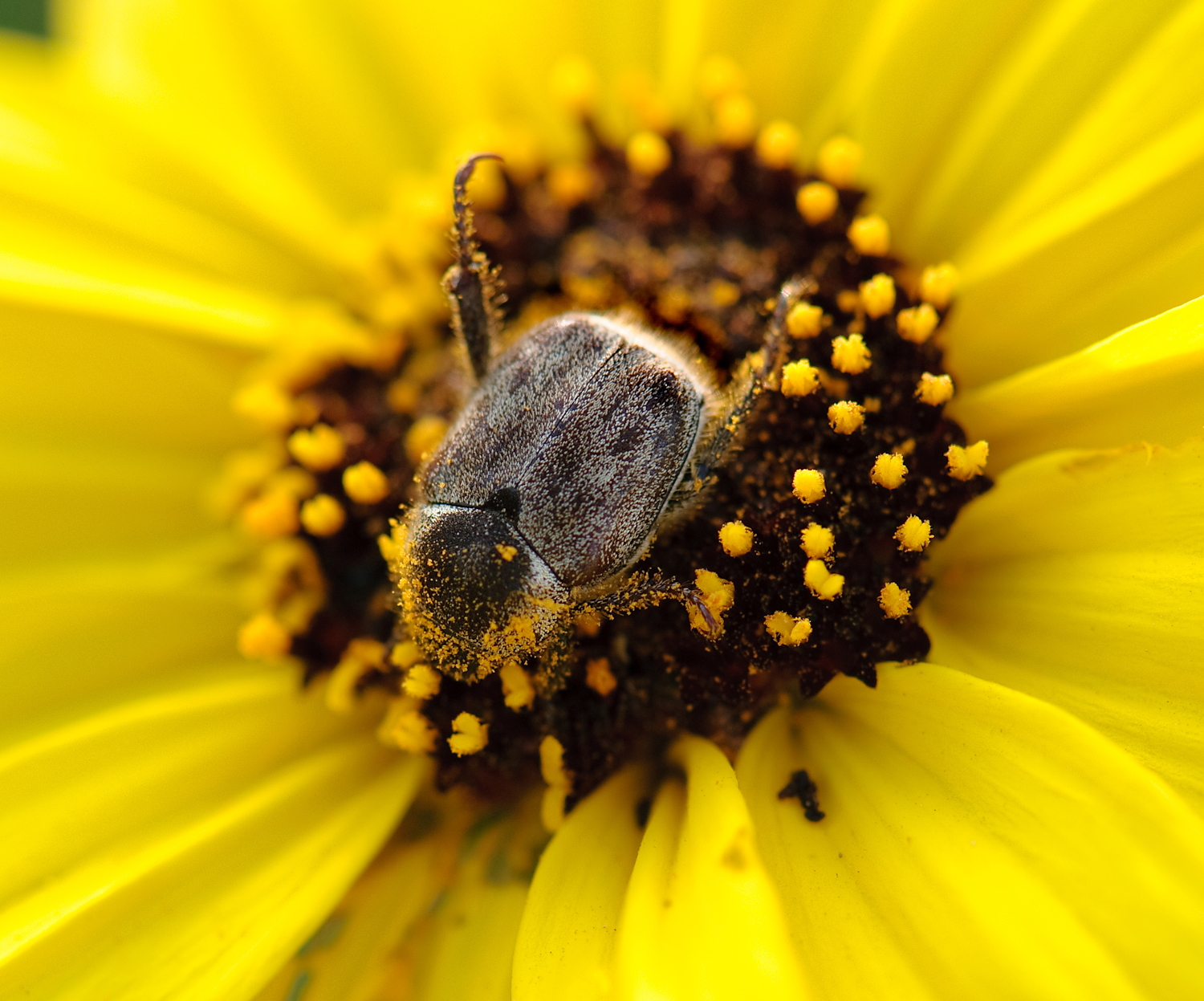 California Encelia (Encelia californica) - PlantNative.org A scarab beetle foraging on the dark disk florets of a California Encelia (Encelia californica) flower