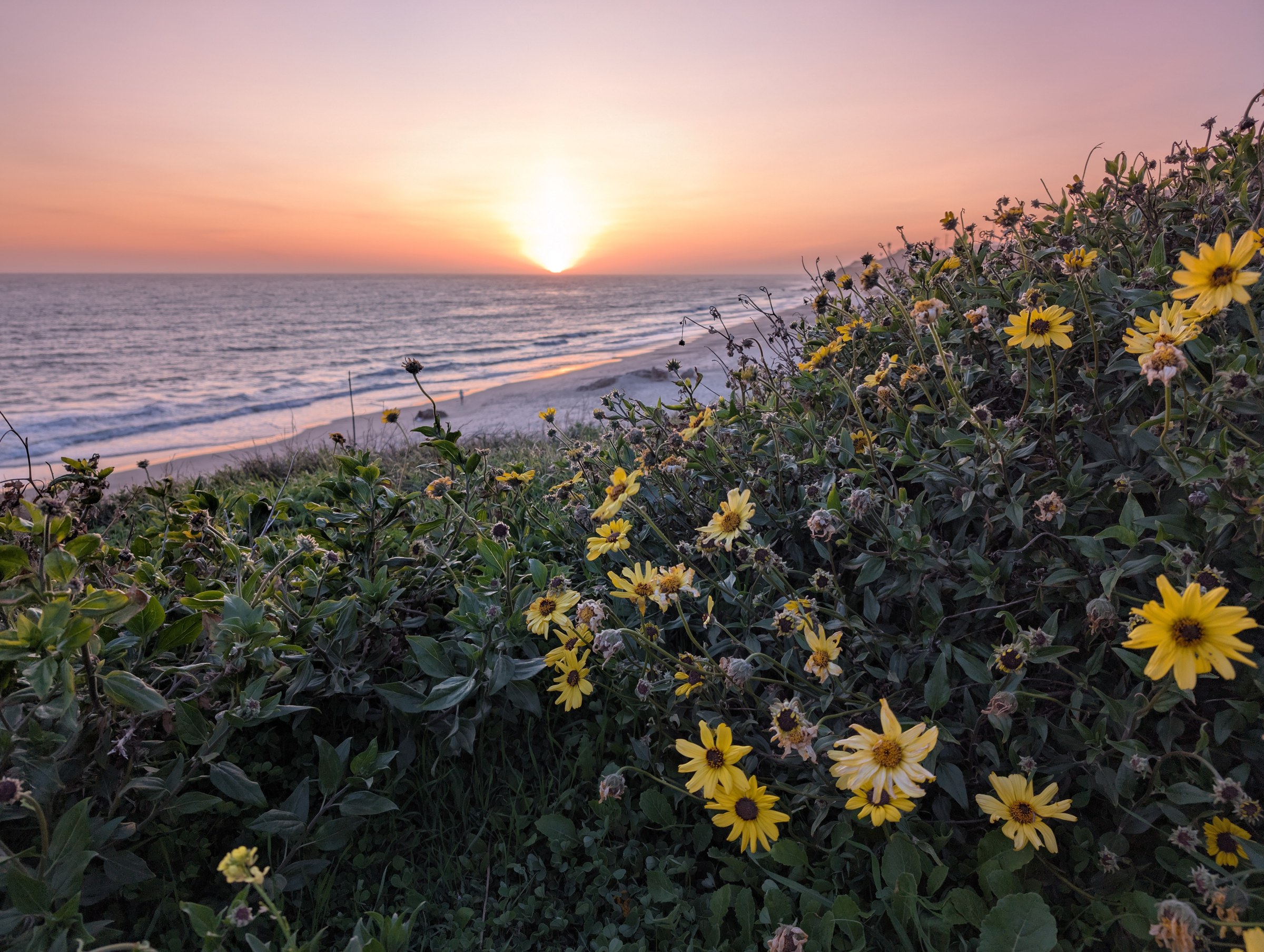 California Encelia (Encelia californica) - PlantNative.org California Encelia (Encelia californica) shrubs covered in yellow flowers on a coastal bluff at sunset in Malibu, California