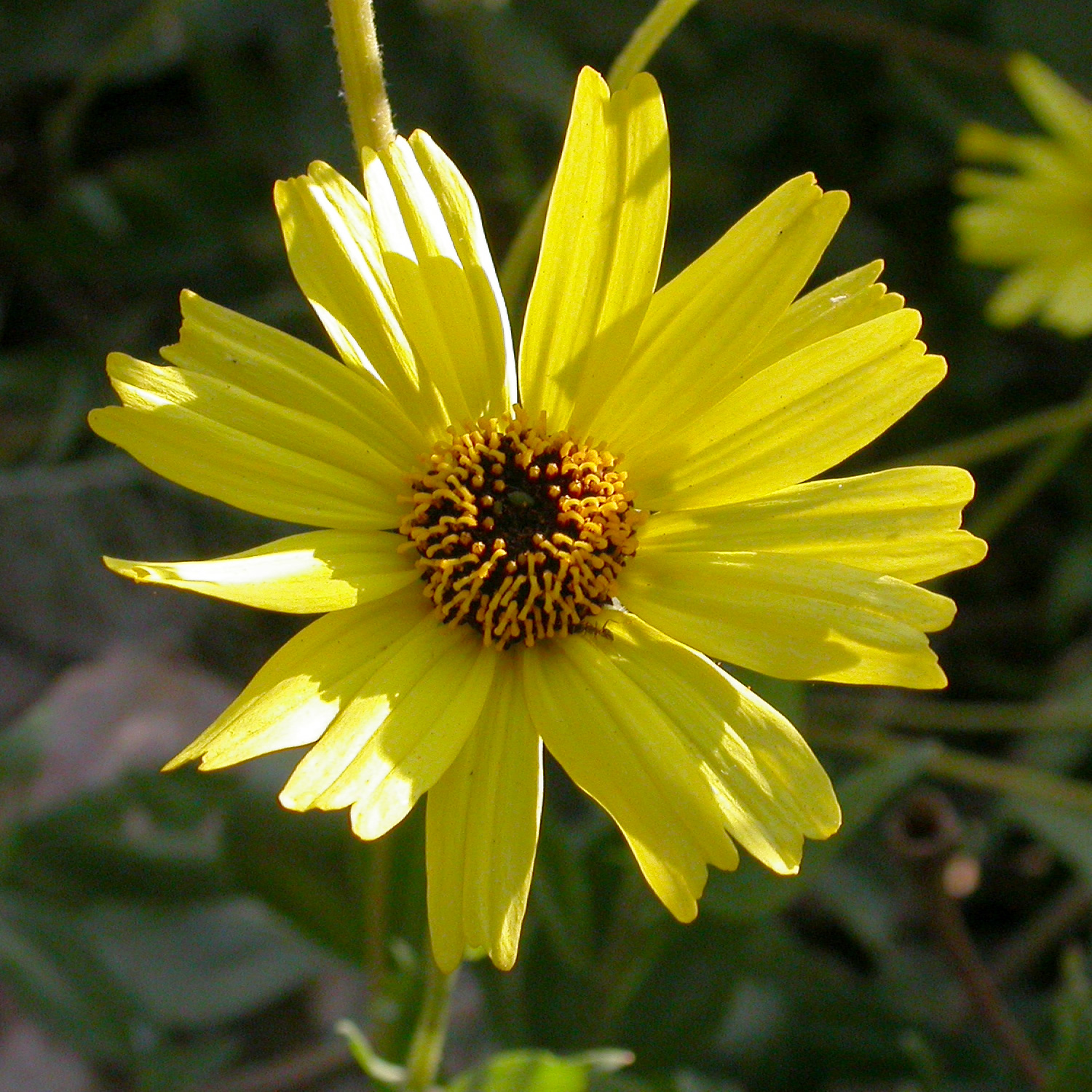 California Encelia (Encelia californica) - PlantNative.org Close-up of a California Encelia (Encelia californica) flower head showing golden-yellow rays and a dark brown-maroon disk