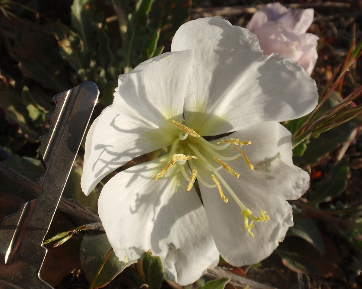 California Evening Primrose (Oenothera californica) - PlantNative.org Close-up of California evening primrose (Oenothera californica) flower showing white petals, yellow stamens, and silvery-green foliage