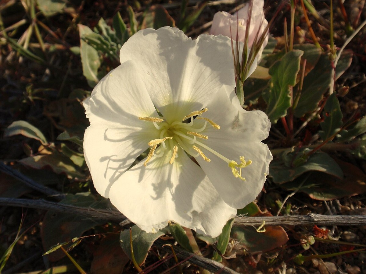 California Evening Primrose (Oenothera californica) - PlantNative.org California evening primrose (Oenothera californica) large white four-petaled flower with yellow center, fading pink in the background