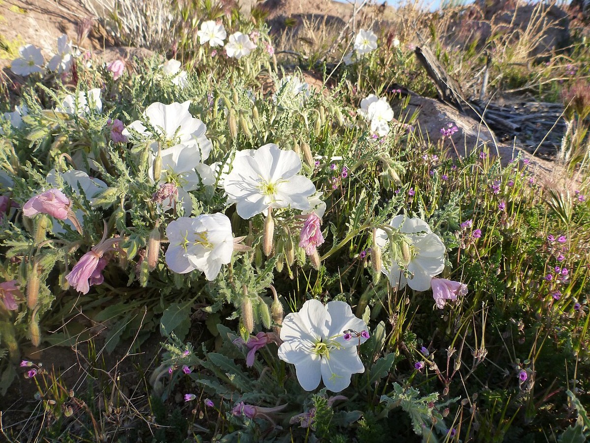 California Evening Primrose (Oenothera californica) - PlantNative.org California evening primrose (Oenothera californica) blooming in a sandy desert wash alongside other desert wildflowers